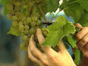 Grape cultivation at Thondamuthur